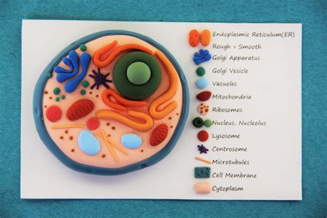 handmade biology models|free printable biology model.